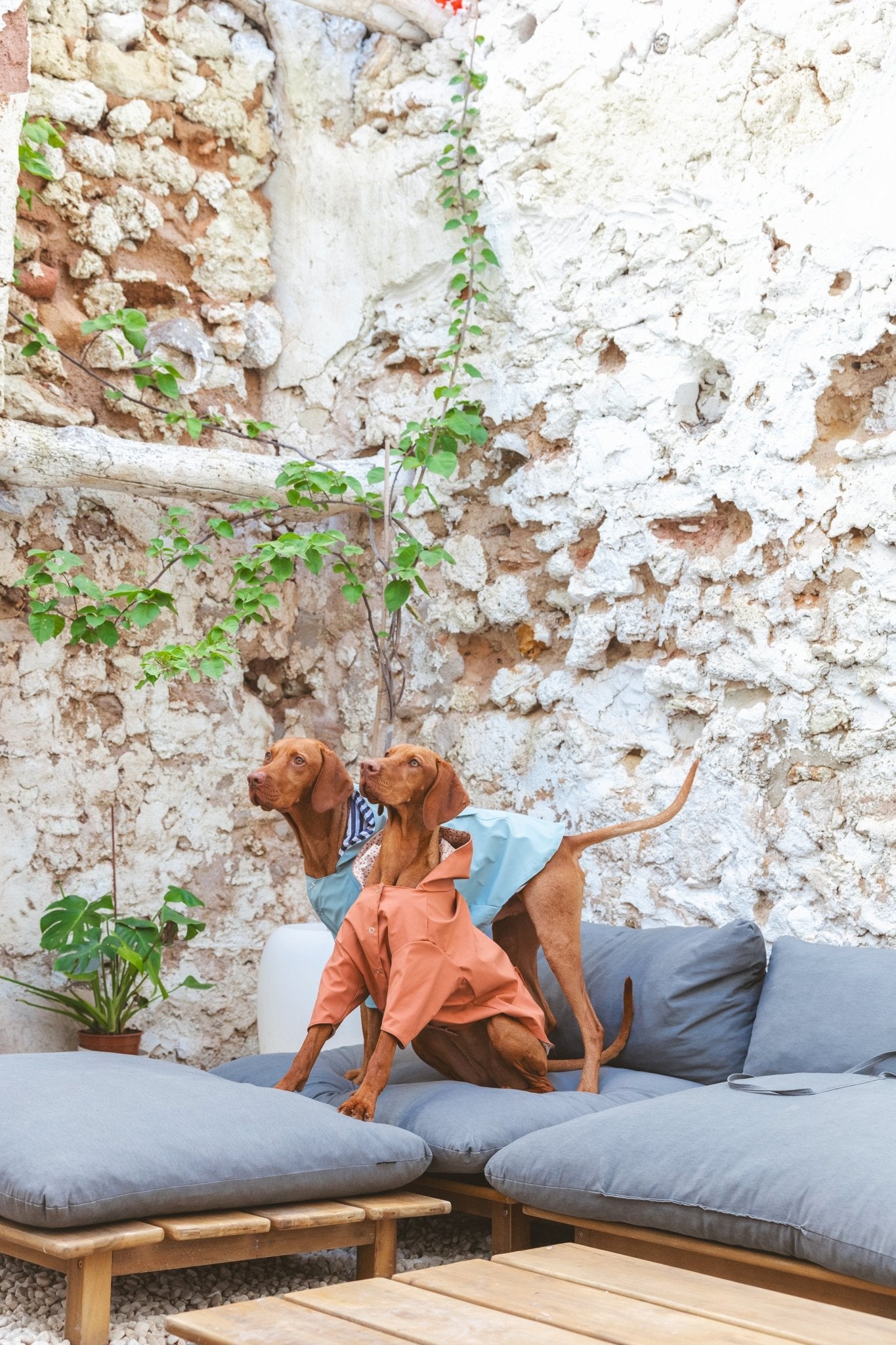 Julieta | Veste imperméable pour chien terracotta - Légère & élégante - Jean - Poil - XS