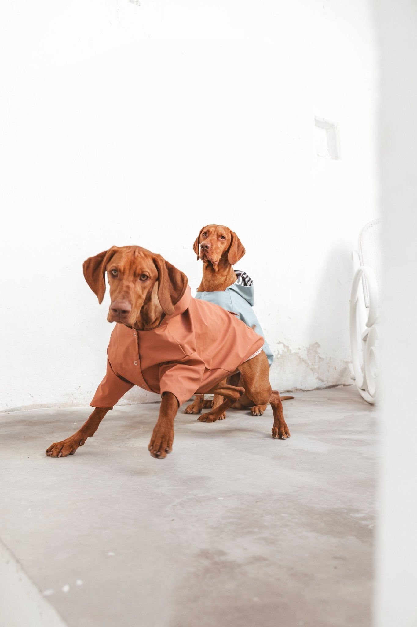 Julieta | Veste imperméable pour chien terracotta - Légère & élégante - Jean - Poil - XS