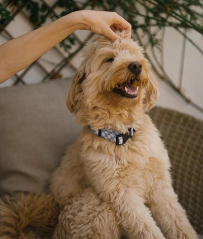Juno | Collier pour chien en tissu recyclé PET vichy bleu – réglable et anti - frottements - Jean - Poil - 2XS