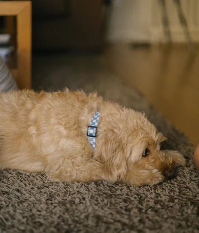 Juno | Collier pour chien en tissu recyclé PET vichy bleu – réglable et anti - frottements - Jean - Poil - 2XS