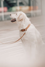 Kollu | Collier pour chien en cuir italien – Camel - Jean - Poil - XS