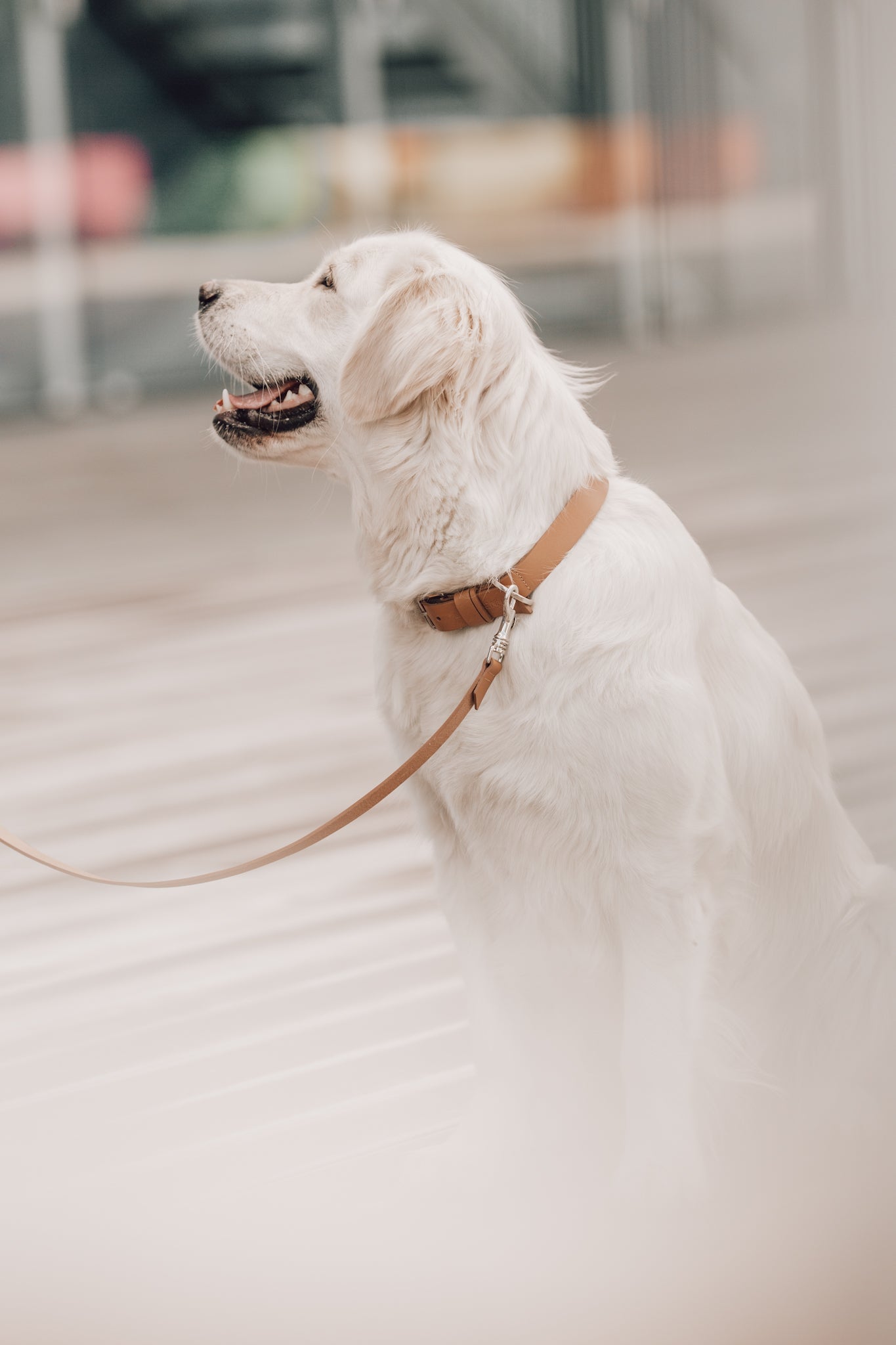 Kollu | Collier pour chien en cuir italien – Camel - Jean - Poil - XS