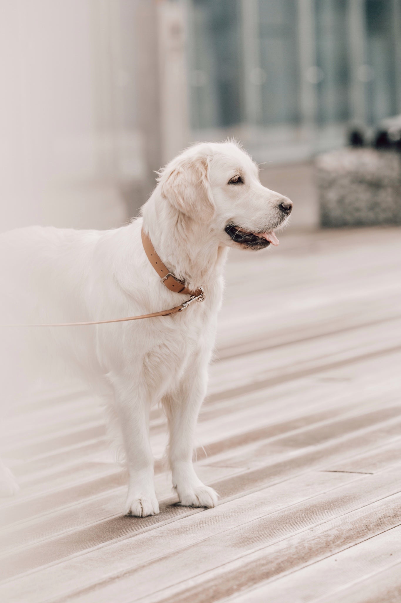 Kollu | Collier pour chien en cuir italien – Camel - Jean - Poil - XS