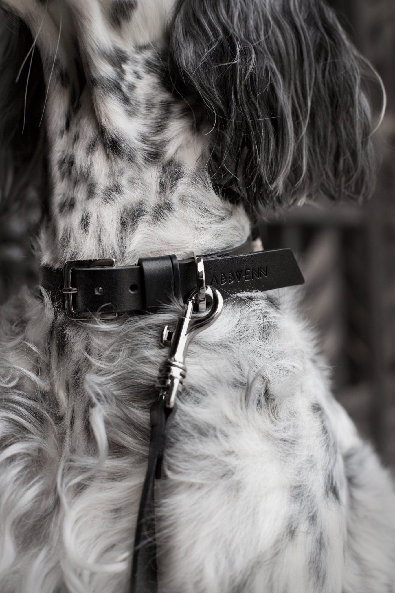 Kollu | Collier pour chien en cuir italien – Noir - Jean - Poil - XS
