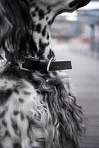 Kollu | Collier pour chien en cuir italien – Noir - Jean - Poil - XS