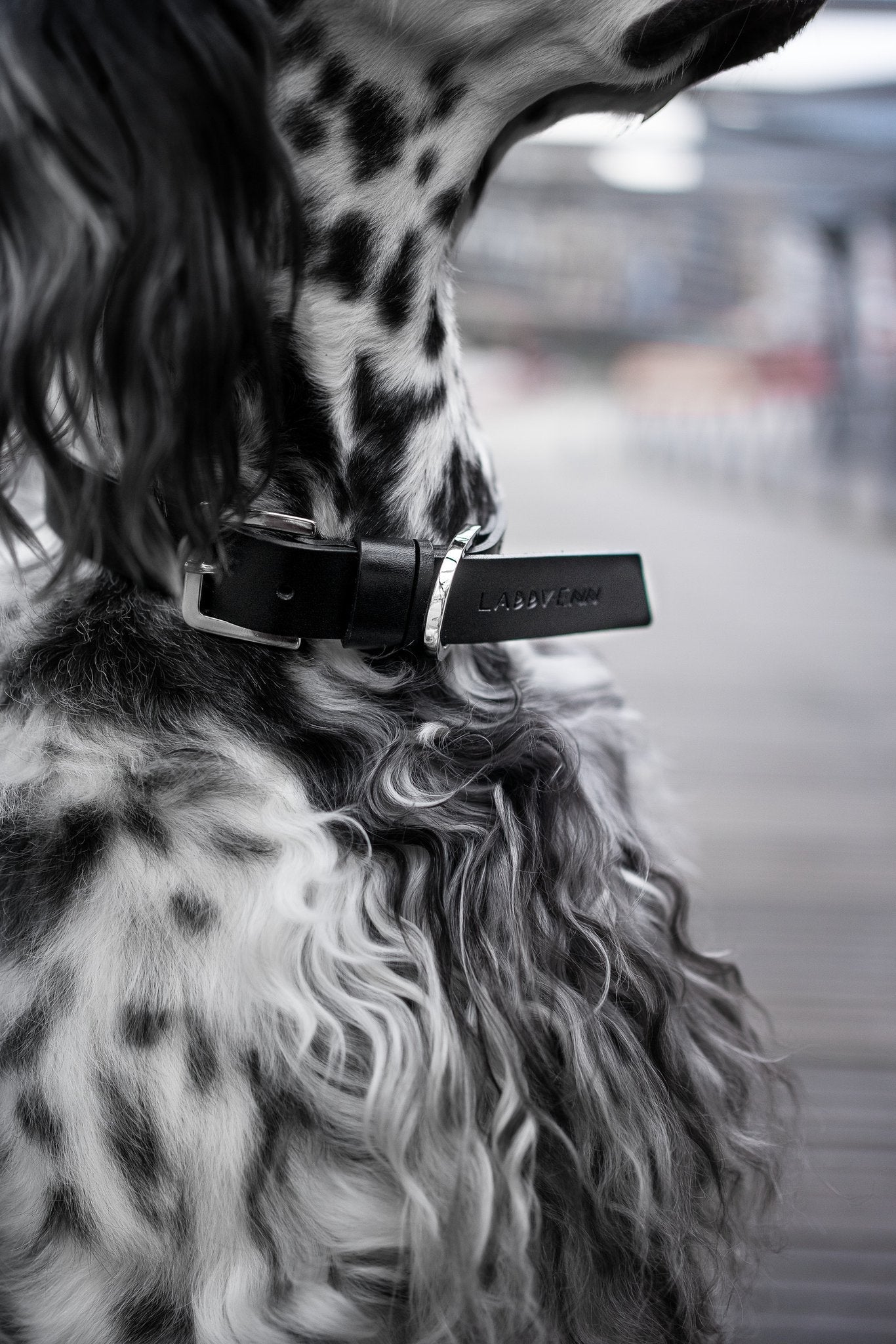 Kollu | Collier pour chien en cuir italien – Noir - Jean - Poil - XS