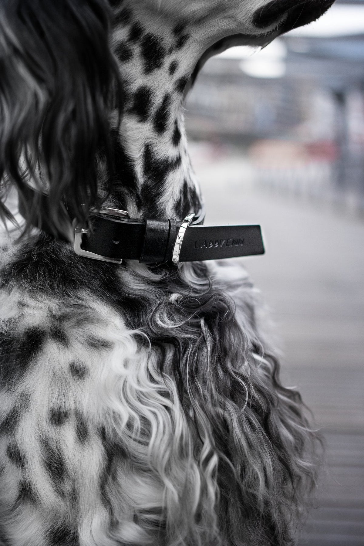 Kollu | Collier pour chien en cuir italien – Noir - Jean - Poil - XS