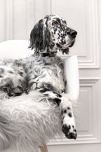 Kollu | Collier pour chien en cuir italien – Noir - Jean - Poil - XS