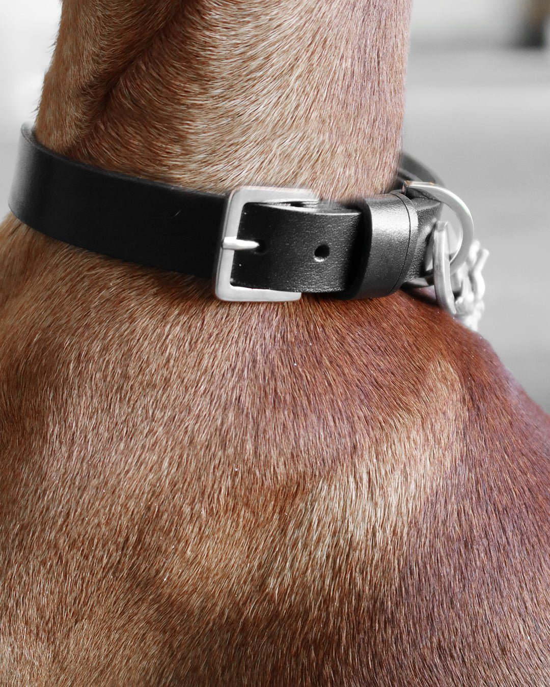 Kollu | Collier pour chien en cuir italien – Noir - Jean - Poil - XS