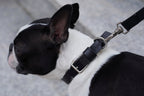 Kollu | Collier pour chien en cuir italien – Noir - Jean - Poil - XS