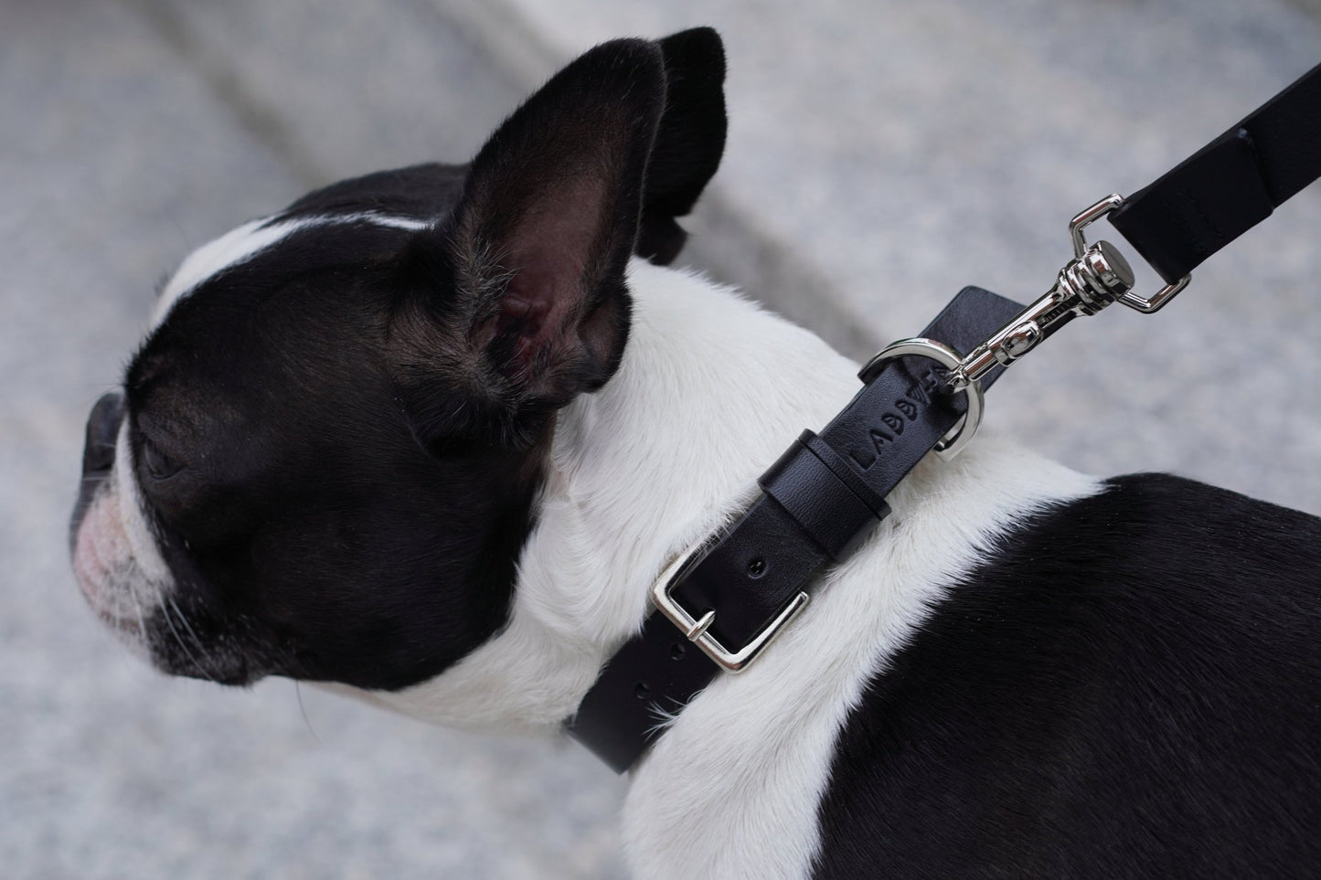 Kollu | Collier pour chien en cuir italien – Noir - Jean - Poil - XS
