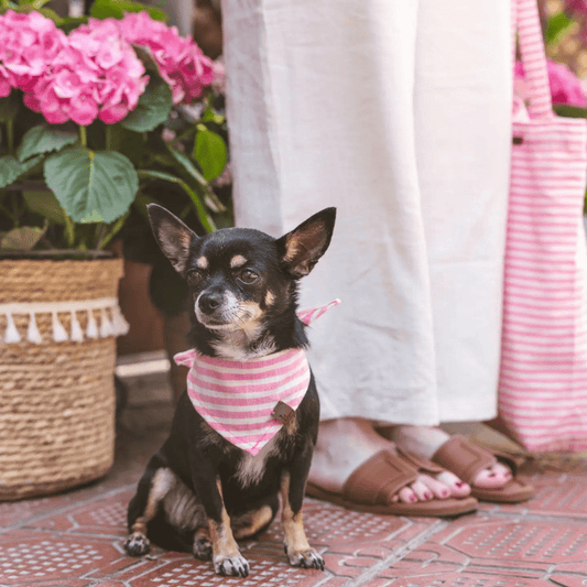 Levante | Bandana pour chien à rayures estivales, fait main - Jean - Poil - S