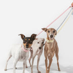 Levante | Collier pour chien à rayures estivales avec fermoir click, fait main - Jean - Poil - Bleu ciel