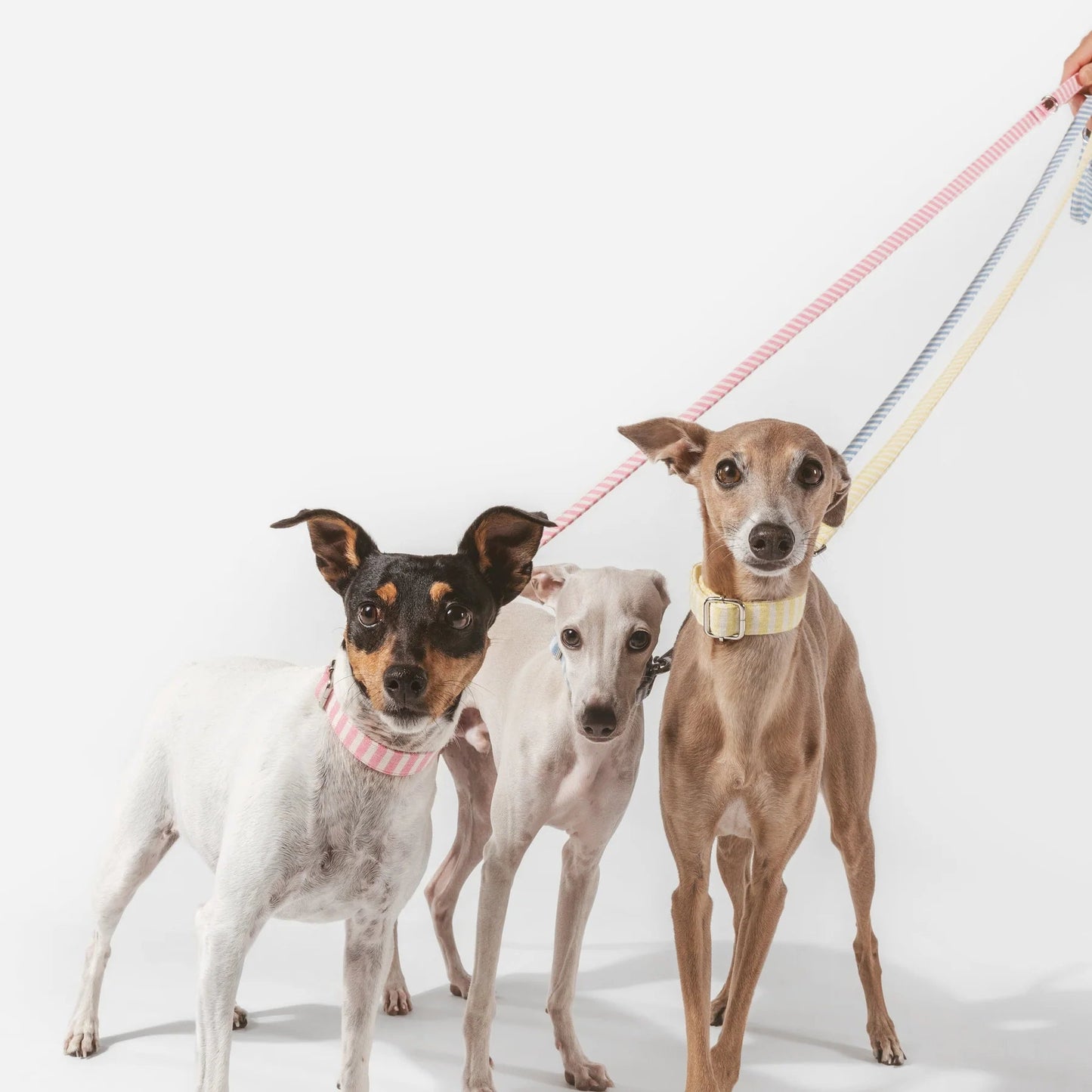 Levante | Collier pour chien à rayures estivales avec fermoir click, fait main - Jean - Poil - Bleu ciel