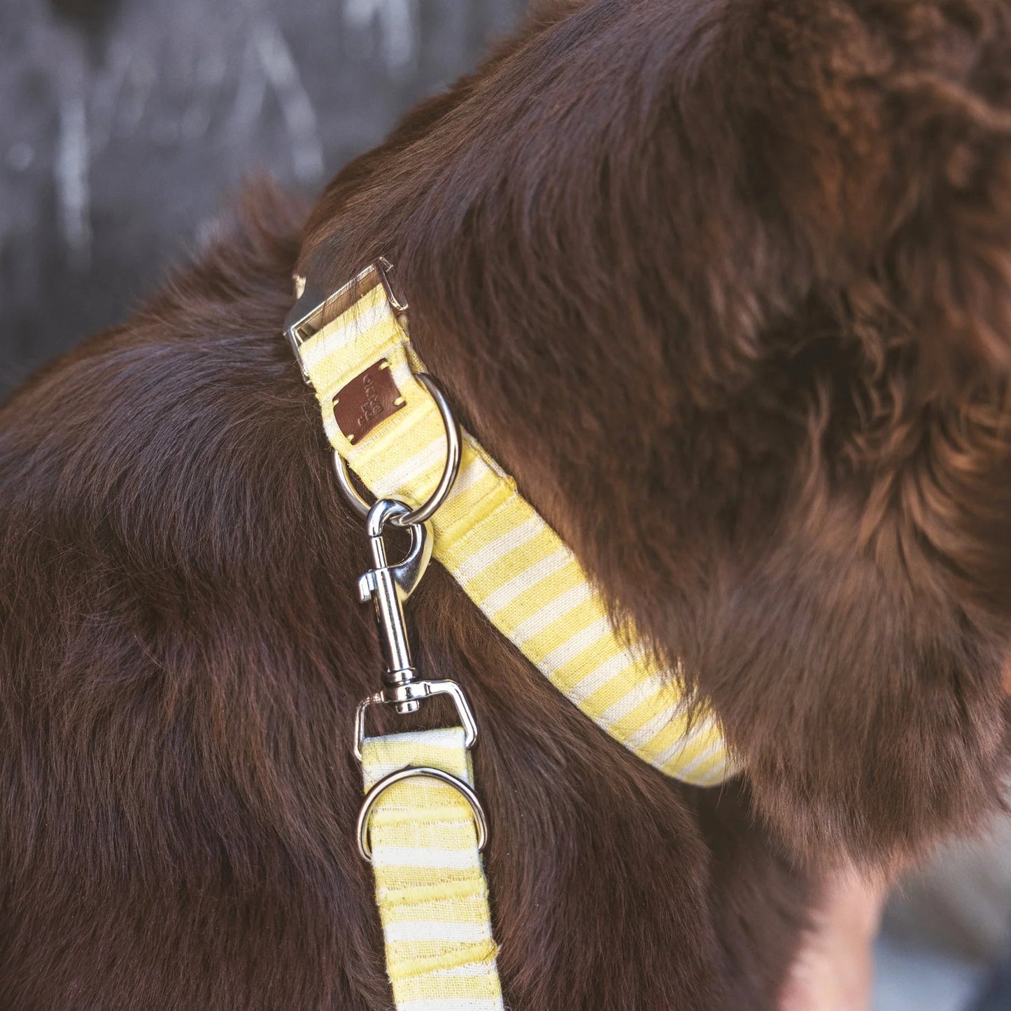 Levante | Collier pour chien à rayures estivales avec fermoir click, fait main - Jean - Poil - Bleu ciel