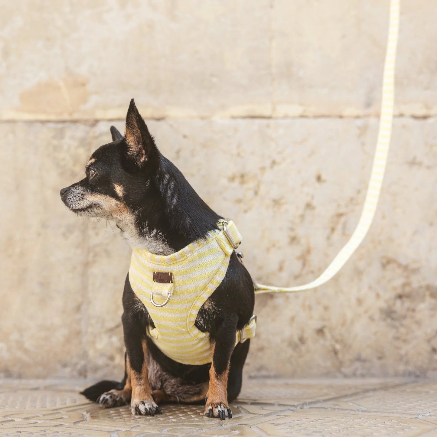 Levante | Harnais de poitrine pour chien à rayures estivales, fait main - Jean - Poil - XS