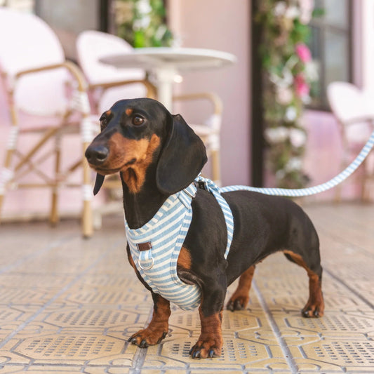 Levante | Harnais de poitrine pour chien à rayures estivales, fait main - Jean - Poil - XS