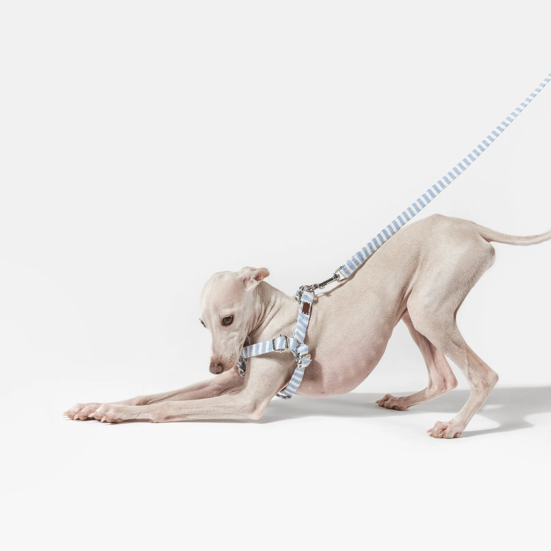 Levante | Harnais simple pour chien à rayures estivales, fait main - Jean - Poil - XS