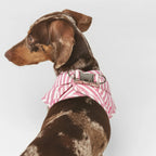 Levante | Harnais wrap pour chien à rayures, fait main - Jean - Poil - 2XS