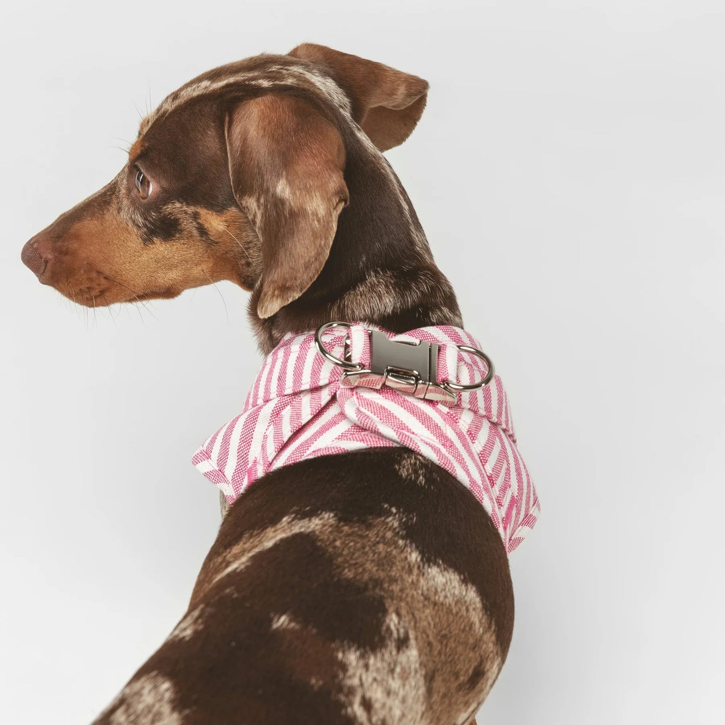 Levante | Harnais wrap pour chien à rayures, fait main - Jean - Poil - 2XS