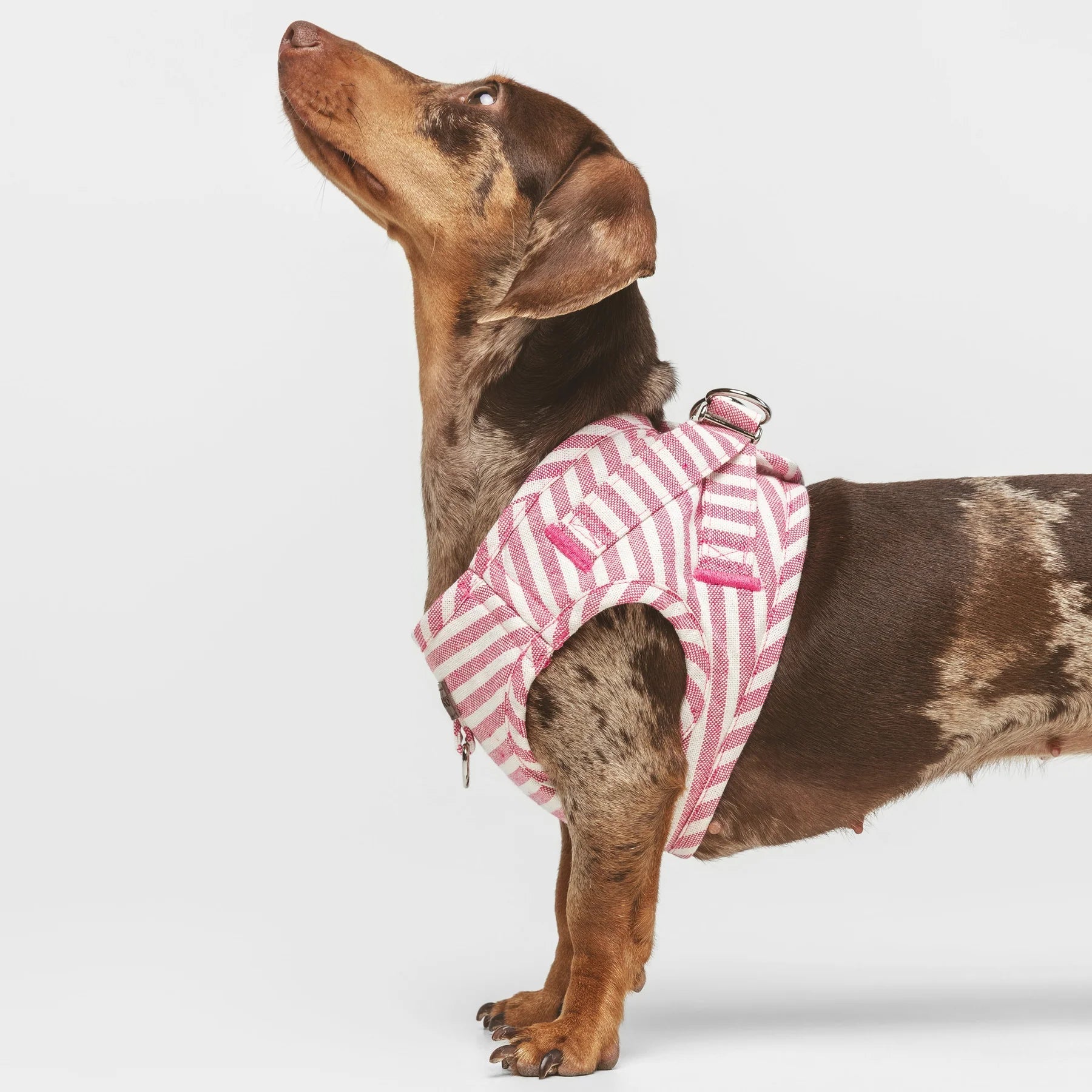 Levante | Harnais wrap pour chien à rayures, fait main - Jean - Poil - 2XS