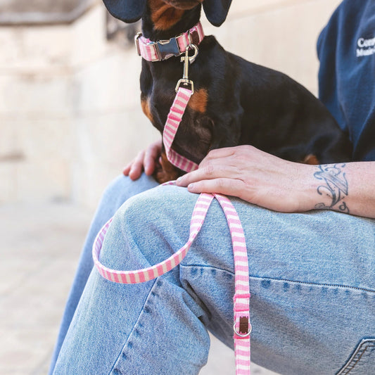 Levante | Laisse pour chien rayée – style bord de mer, ville & multipositions, fait main - Jean - Poil - XS