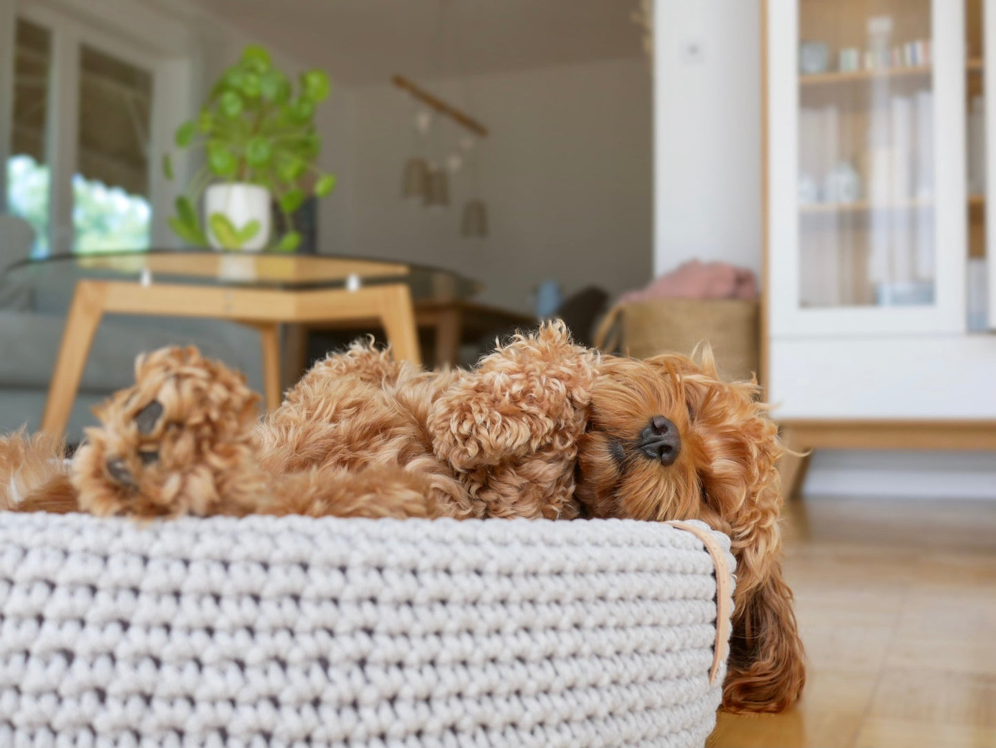 Lukko | Panier pour chien ovale en coton tressé avec coussin amovible - Jean - Poil - Gris clair