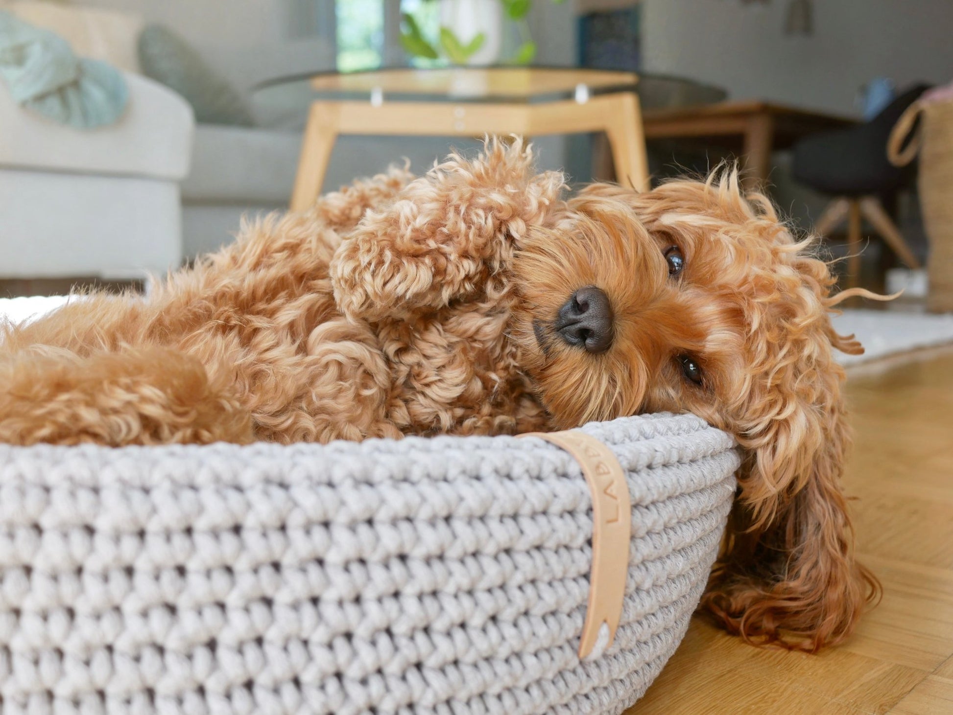 Lukko | Panier pour chien ovale en coton tressé avec coussin amovible - Jean - Poil - Gris clair