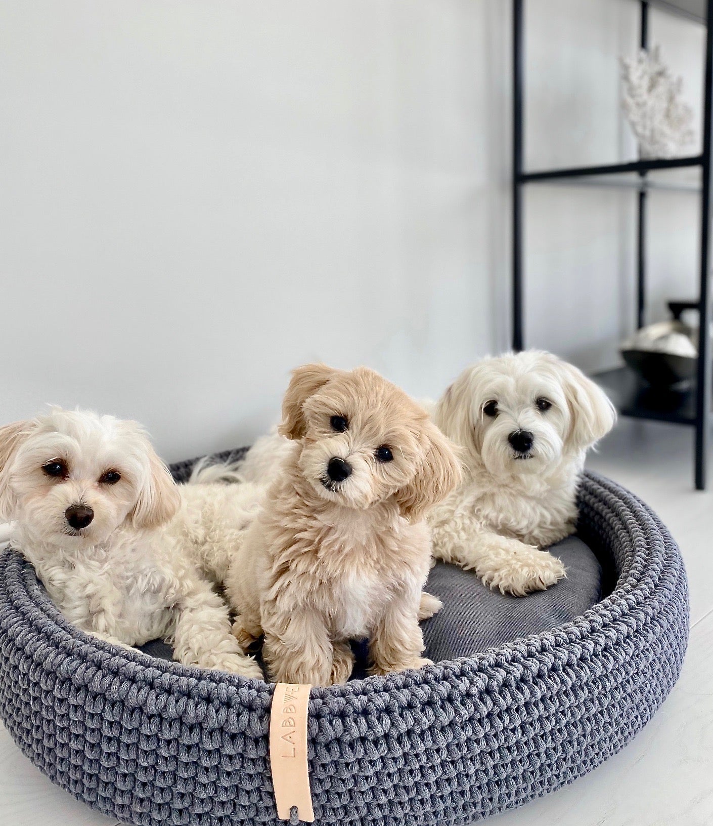 Lukko | Panier pour chien ovale en coton tressé avec coussin amovible - Jean - Poil - Gris clair