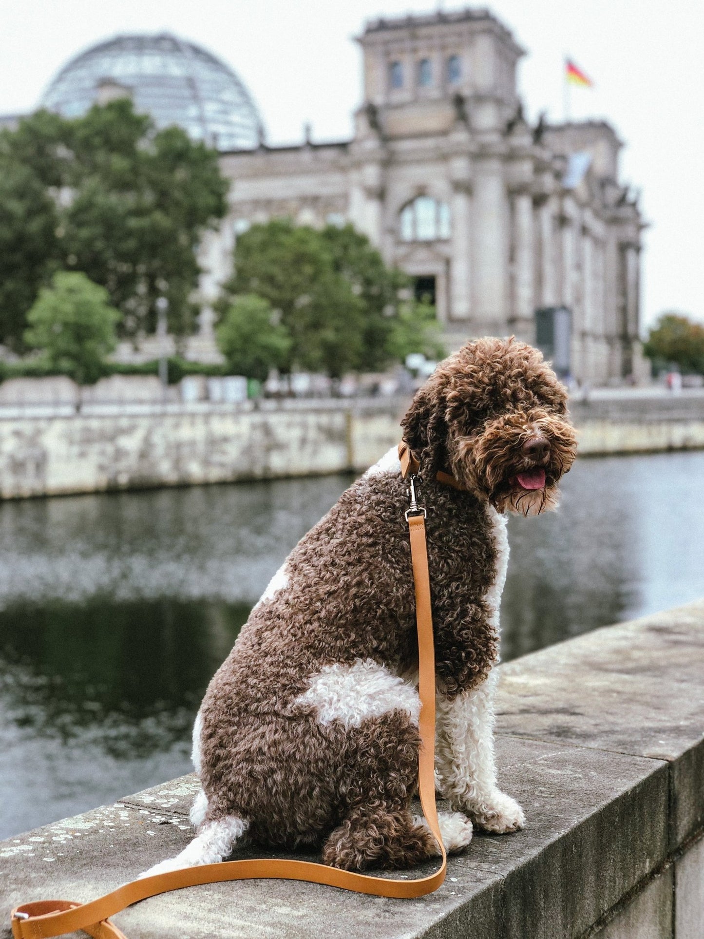 Lussa | Laisse pour chien en cuir italien - Camel - Jean - Poil - 