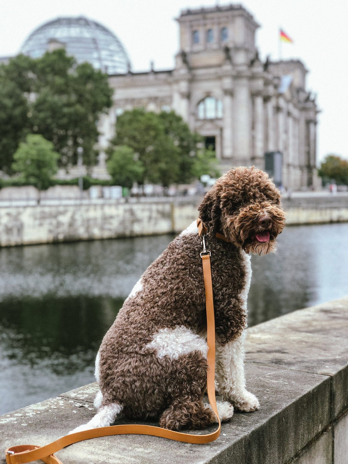 Lussa | Laisse pour chien en cuir italien - Camel - Jean - Poil - 