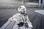 Lussa | Laisse pour chien en cuir italien - Noir - Jean - Poil - 