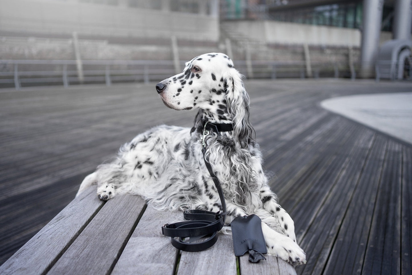 Lussa | Laisse pour chien en cuir italien - Noir - Jean - Poil - 