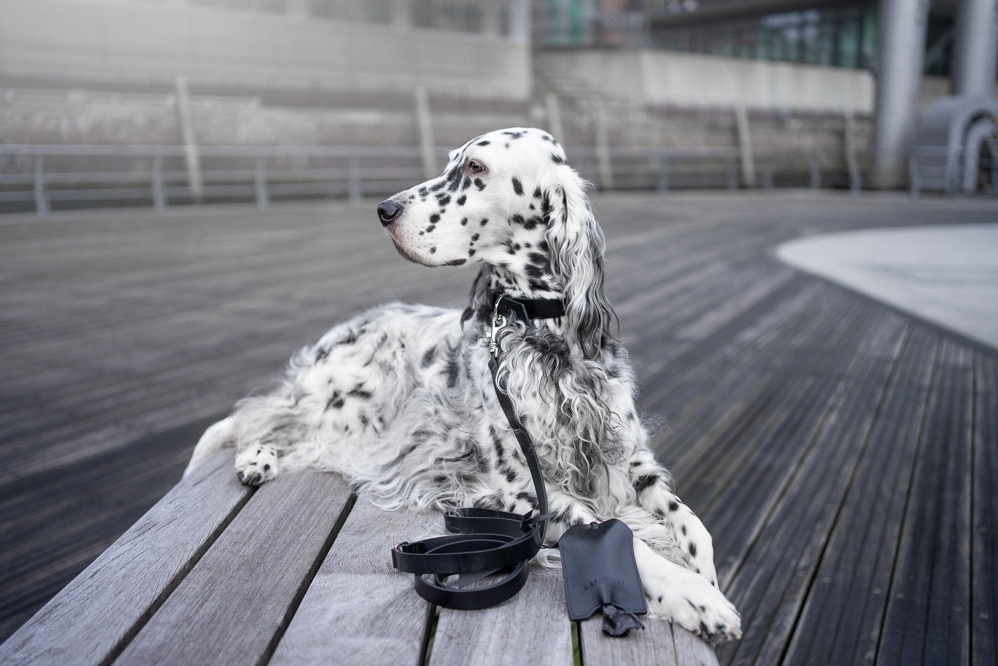 Lussa | Laisse pour chien en cuir italien - Noir - Jean - Poil - 