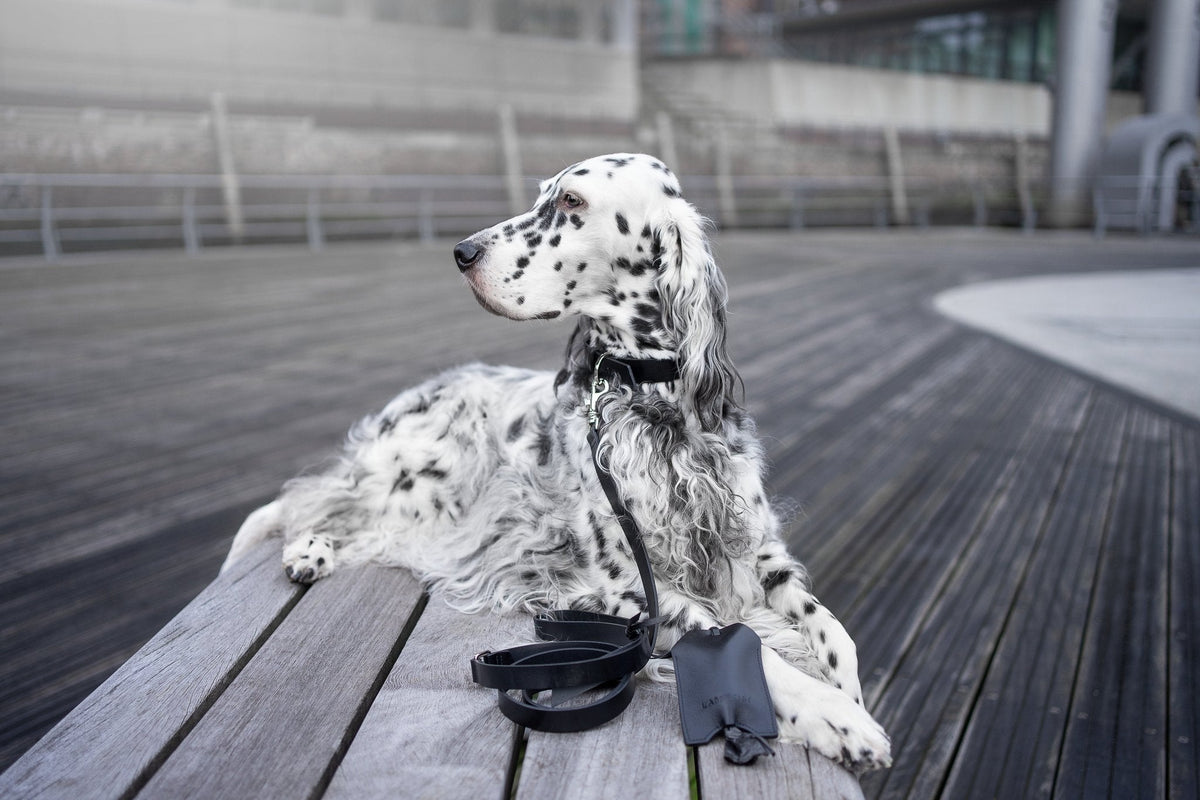 Lussa | Laisse pour chien en cuir italien - Noir - Jean - Poil - 