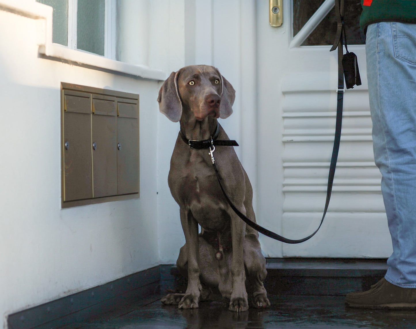 Lussa | Laisse pour chien en cuir italien - Noir - Jean - Poil - 
