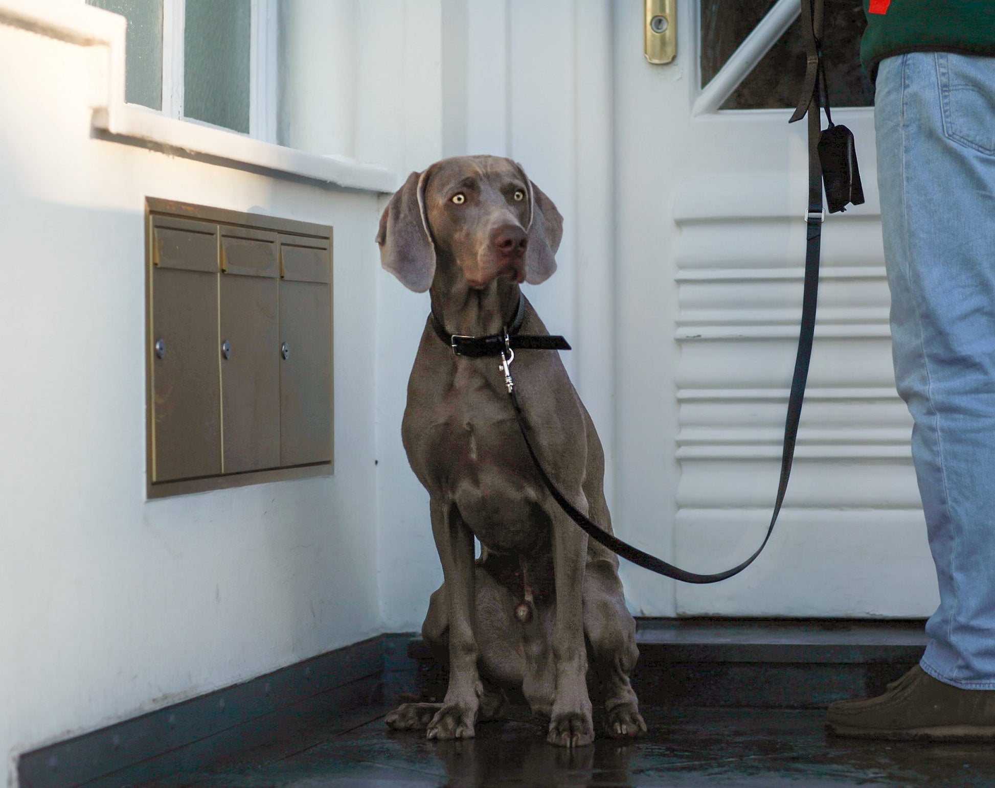 Lussa | Laisse pour chien en cuir italien - Noir - Jean - Poil - 
