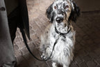 Lussa | Laisse pour chien en cuir italien - Noir - Jean - Poil - 
