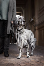 Lussa | Laisse pour chien en cuir italien - Noir - Jean - Poil - 