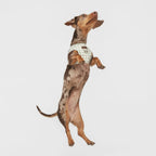 Marieth | Harnais wrap pour chien vichy pastel, fait main - Jean-Poil - 2XS