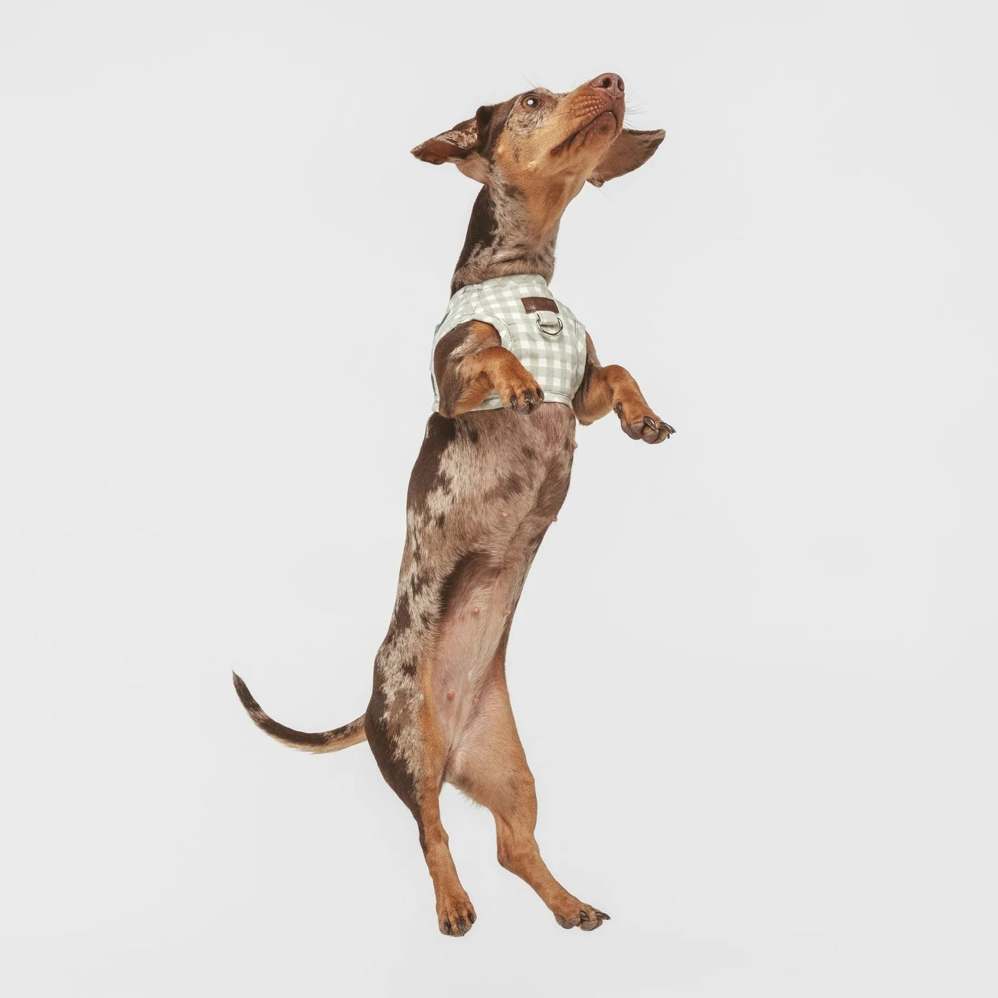 Marieth | Harnais wrap pour chien vichy pastel, fait main - Jean-Poil - 2XS