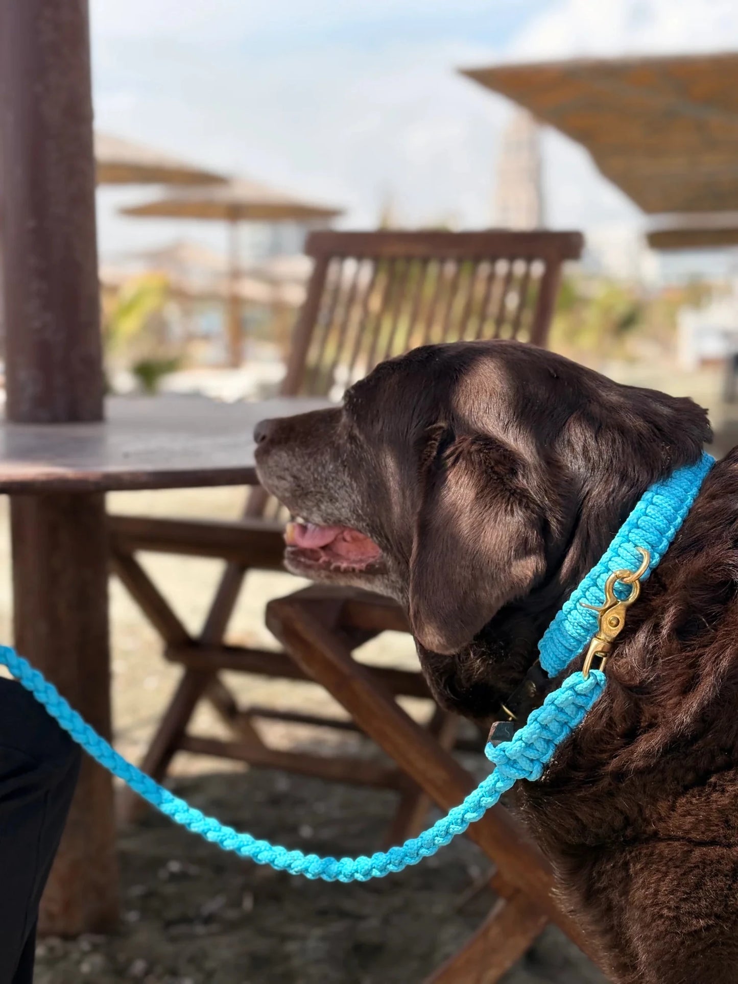 Maritime | Laisse multipositions pour chien en corde – Finition laiton ou acier (9 coloris) - Jean - Poil - Bleu turquoise
