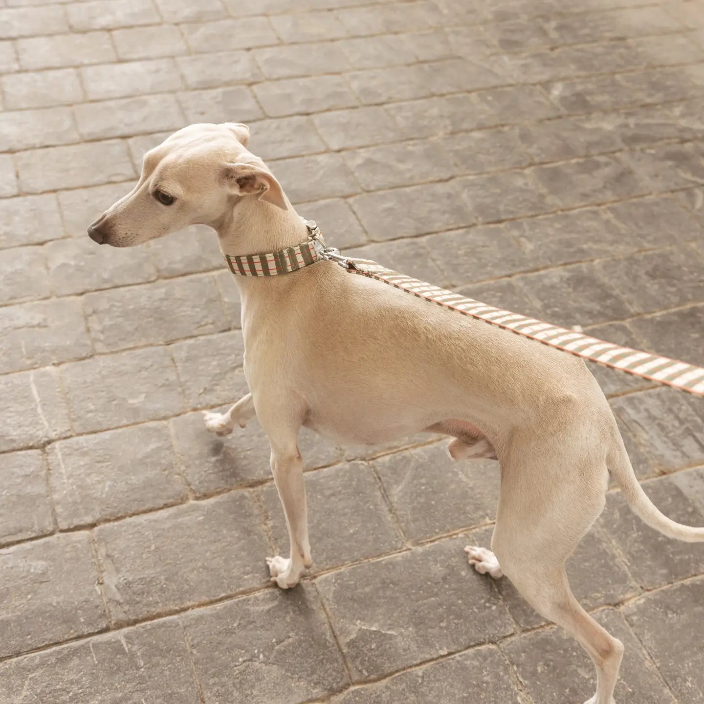 Matcha | Collier pour chien motif rayures vert et écru, fait main - Jean - Poil - XS