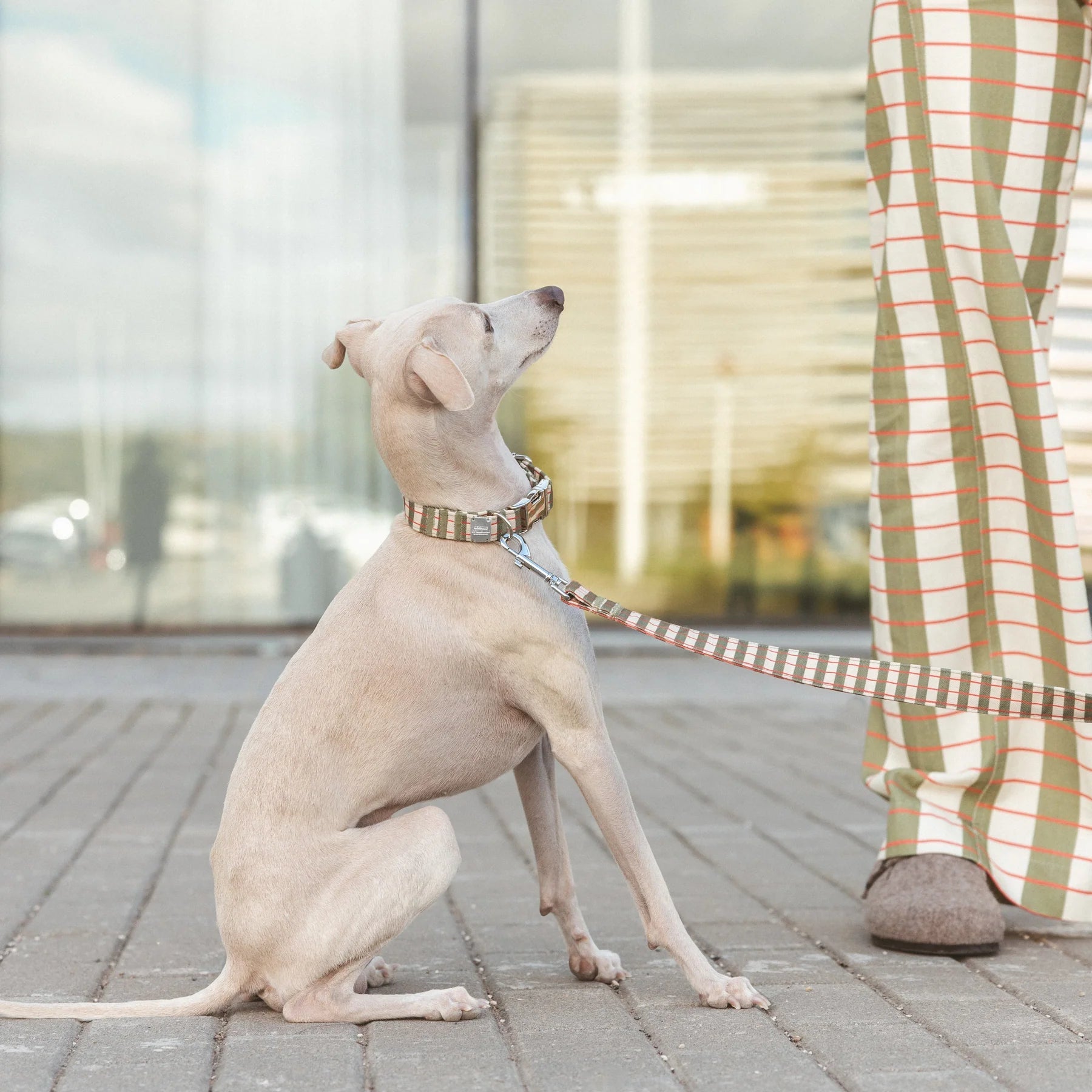 Matcha | Laisse pour chien motif graphique - ville & multipositions, fait main - Jean - Poil - M