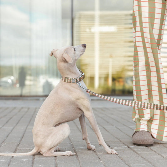 Matcha | Laisse pour chien motif graphique - ville & multipositions, fait main - Jean - Poil - M