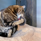 Mini Donuts | Jouets crépitants pour chat, lot de 3 - Jean - Poil - 