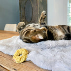 Mini Donuts | Jouets crépitants pour chat, lot de 3 - Jean - Poil - 
