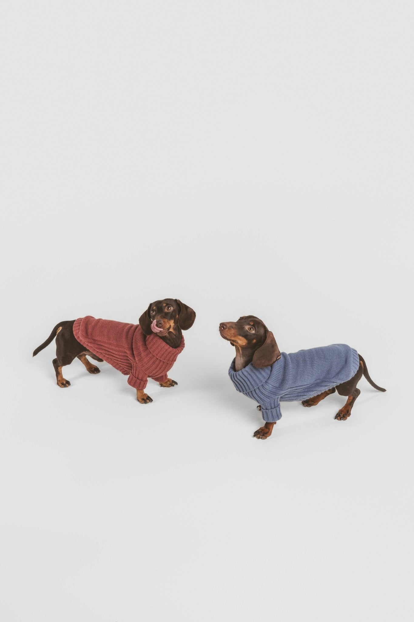 Mist | Pull pour chien bleu - Laine & Alpaga - Jean - Poil - XS