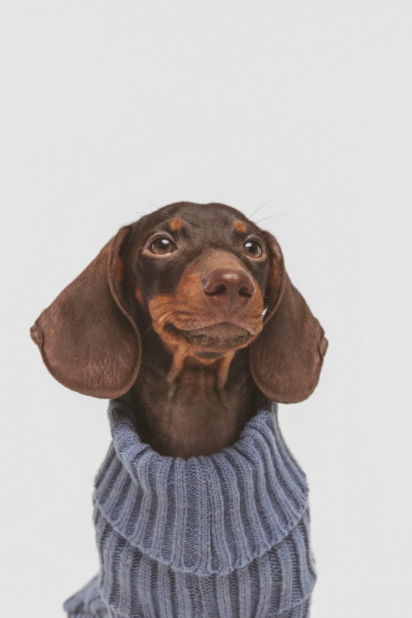 Mist | Pull pour chien bleu - Laine & Alpaga - Jean - Poil - XS