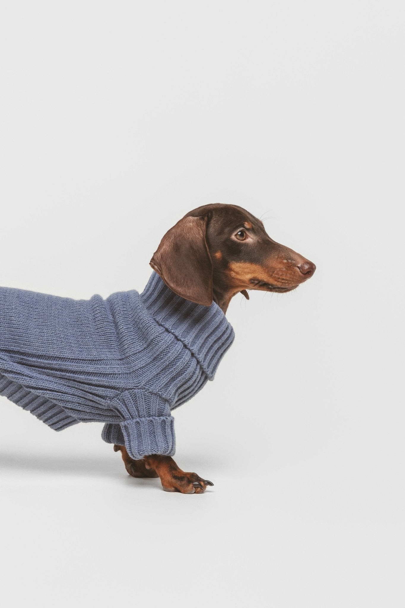 Mist | Pull pour chien bleu - Laine & Alpaga - Jean - Poil - XS
